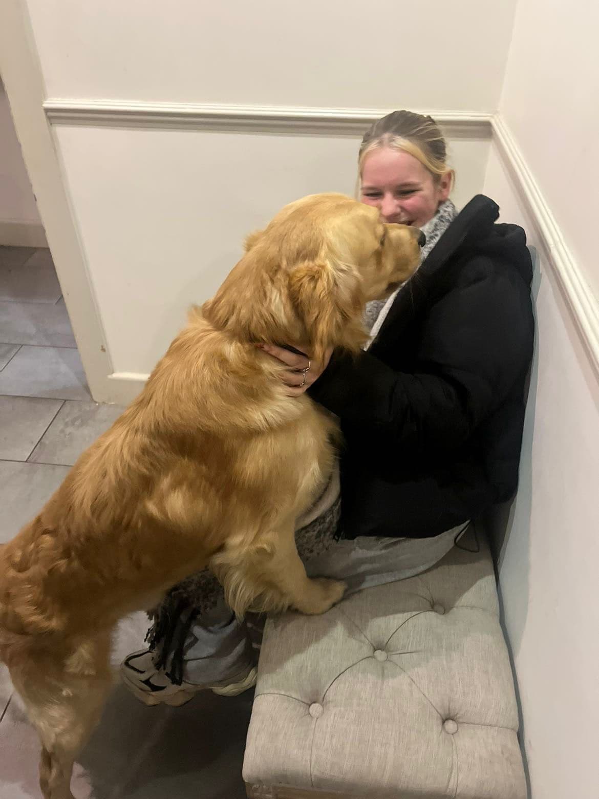 Golden retriever with pet carer - Bournemouth dog walking