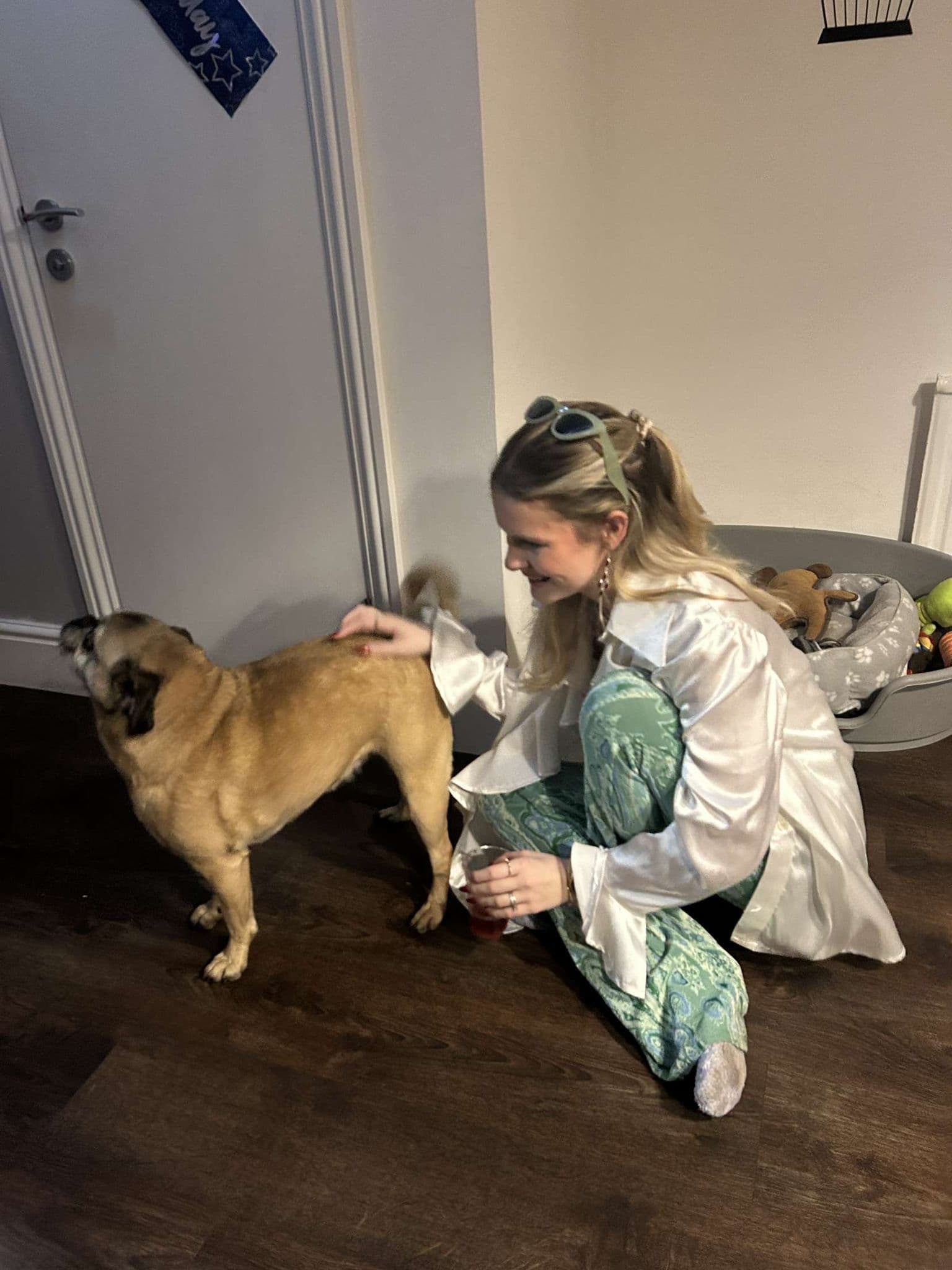 Dog and pet carer - professional pet care BCP