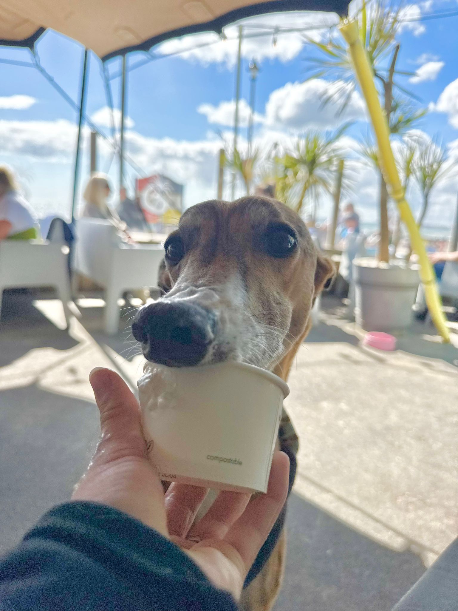 Bandit