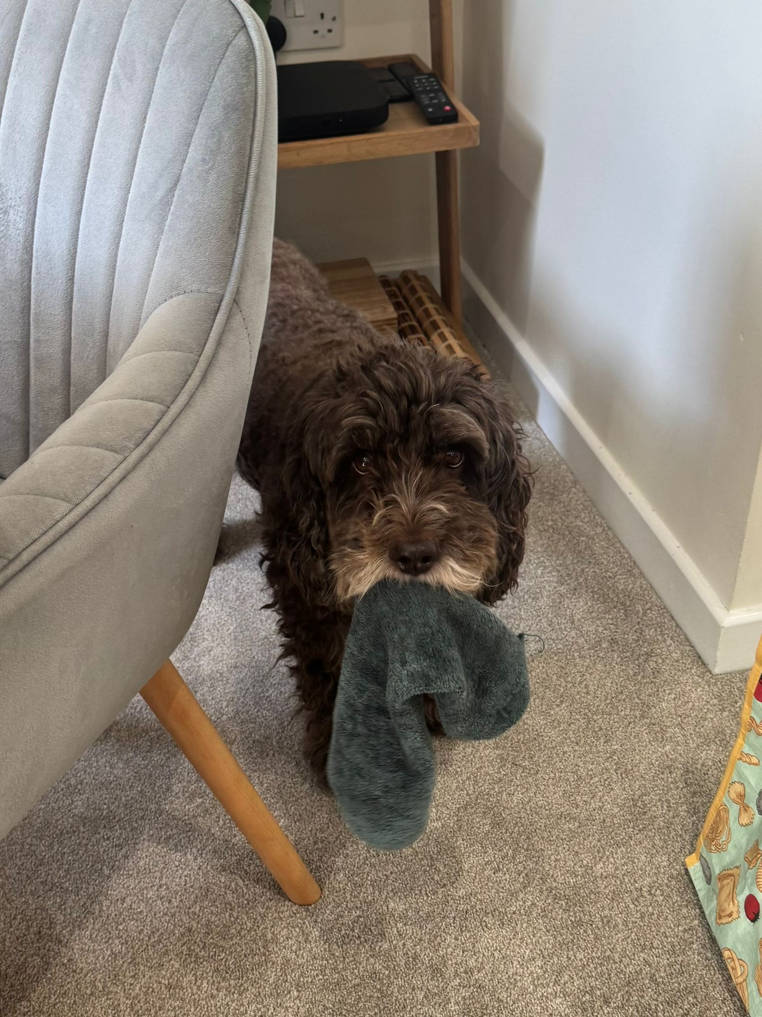 Benji