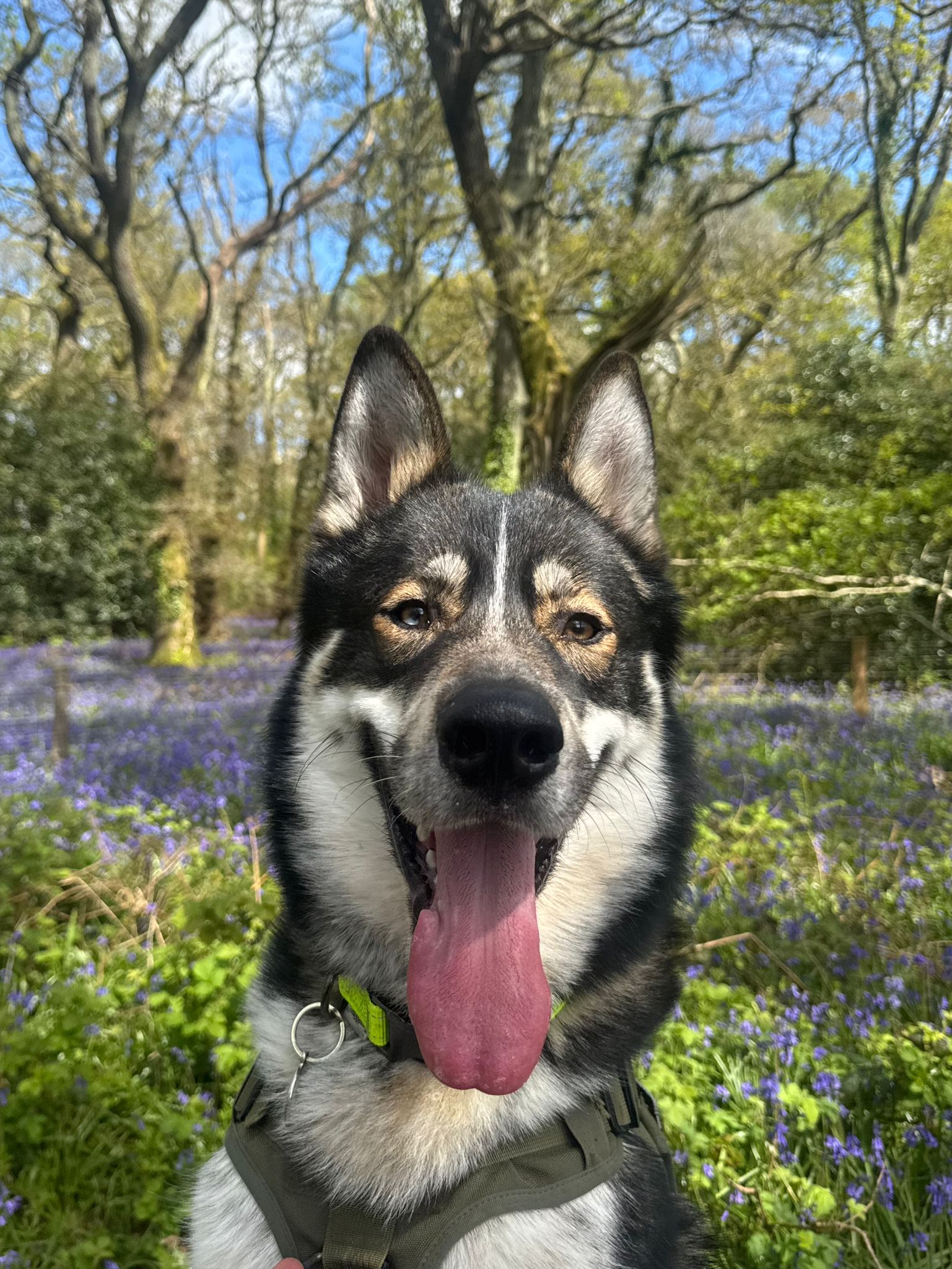 Caesar