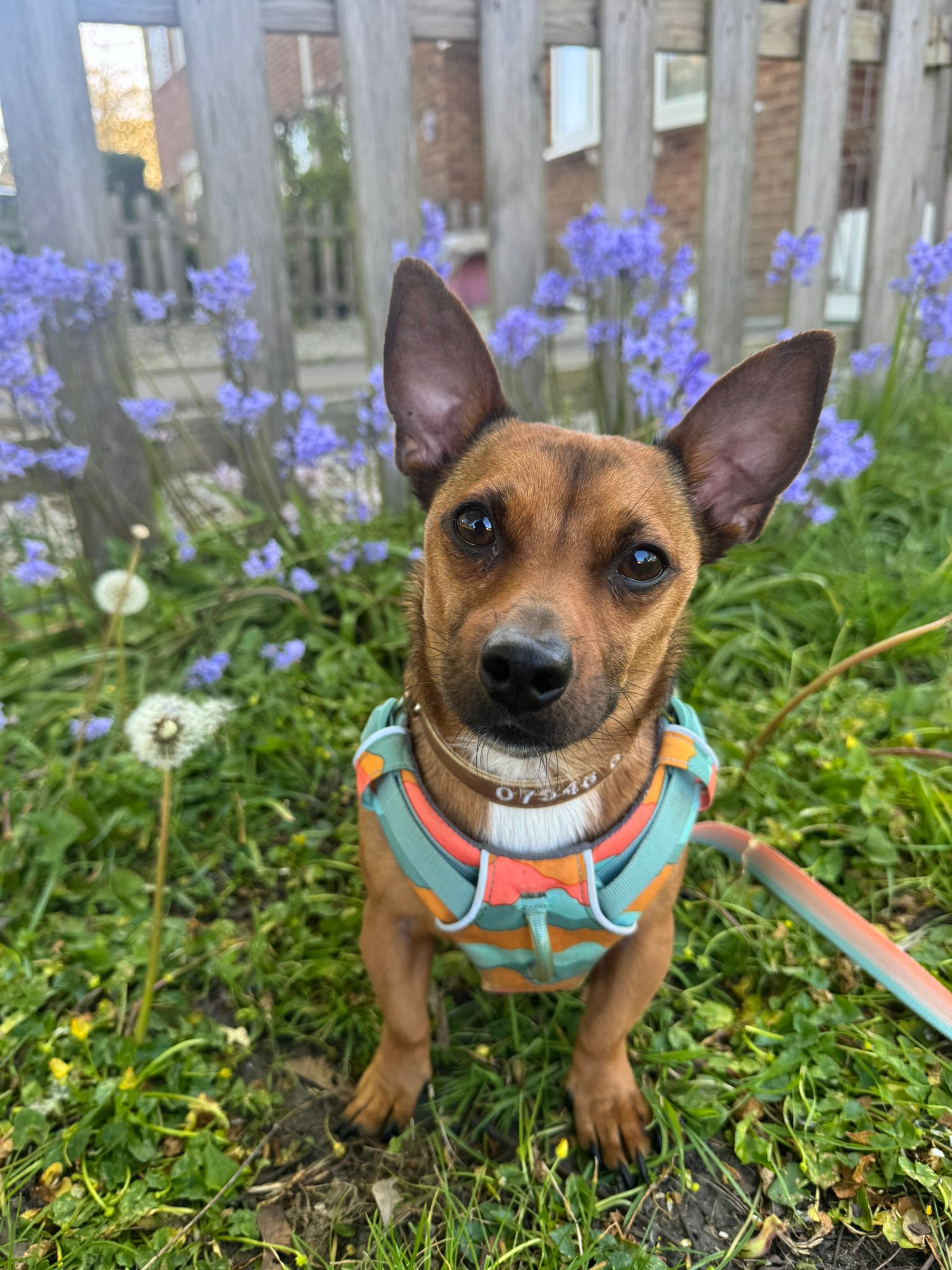 Coco