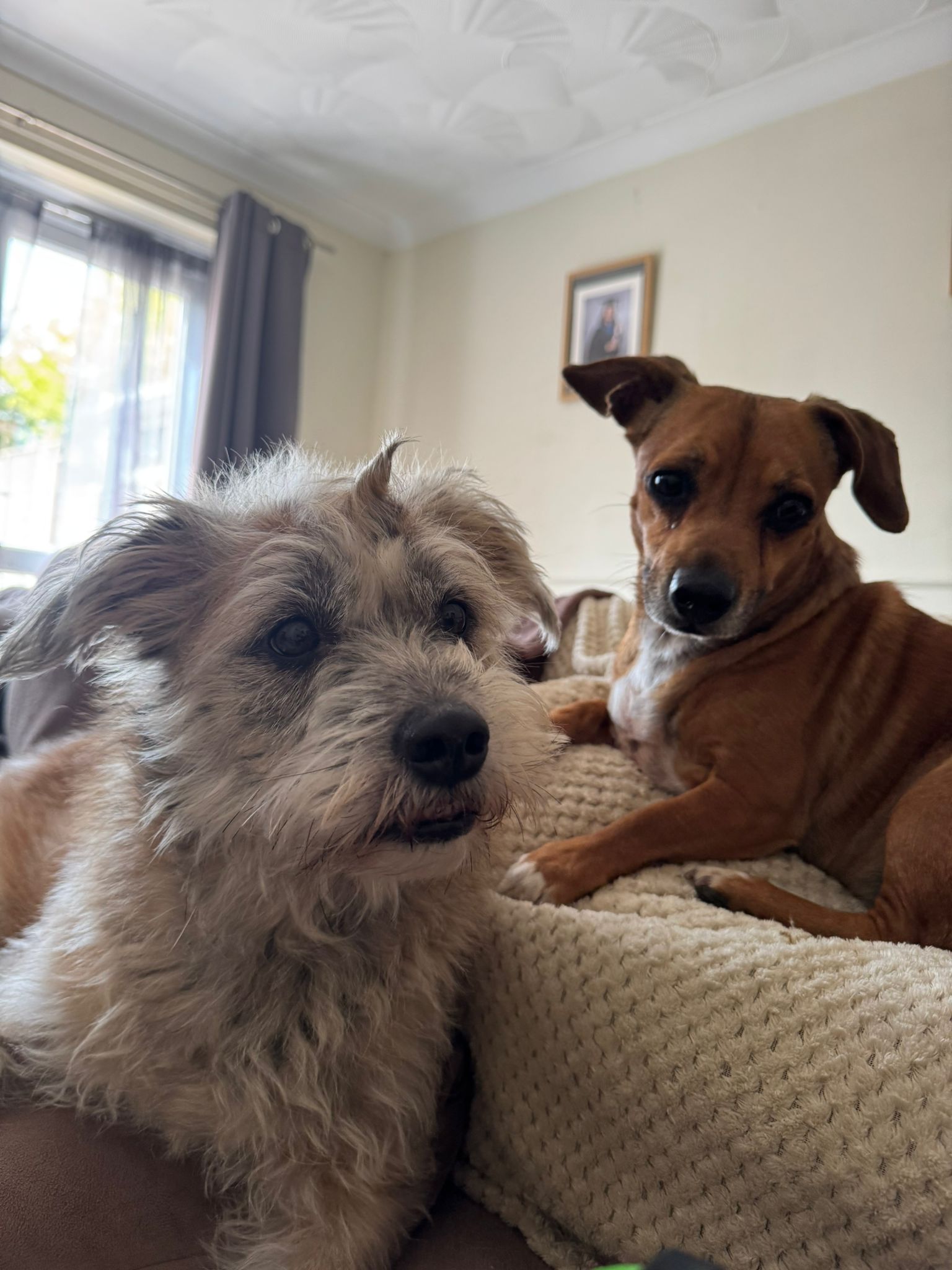 Violet & Murphy